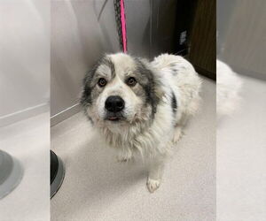 Great Pyrenees Dogs for adoption in Fairbanks, AK, USA