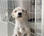 Small #1 Maltese Mix