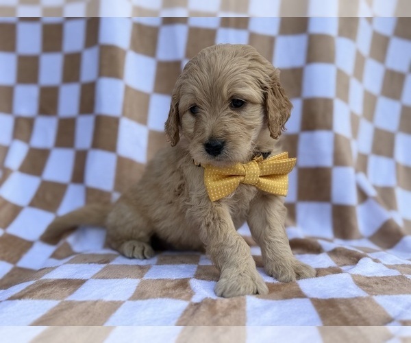 Medium Photo #6 Goldendoodle Puppy For Sale in LAKELAND, FL, USA