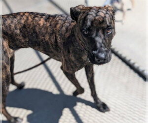 Mutt Dogs for adoption in Denver, CO, USA