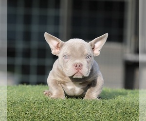American Bully Puppy for sale in DENVER, CO, USA
