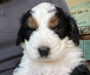 Bernedoodle-Bernese Mountain Dog Mix Puppy for sale in ERIE, CO, USA