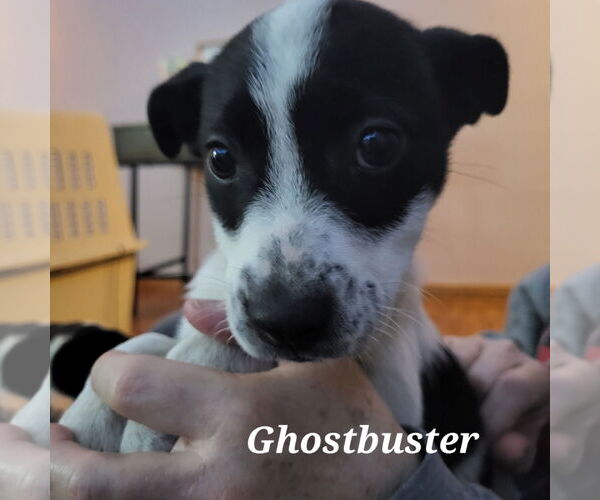 Medium Photo #12 American Pit Bull Terrier-Unknown Mix Puppy For Sale in Fargo, ND, USA