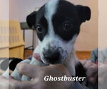 Small #11 American Pit Bull Terrier Mix