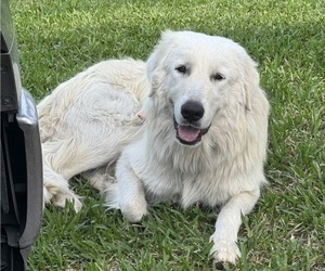Mother of the Great Pyrenees puppies born on 03/11/2025