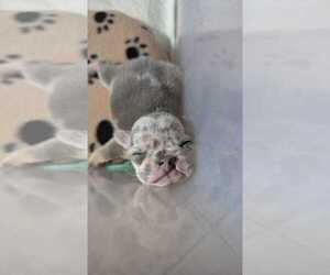 French Bulldog Dogs for adoption in Oakland Park , FL, USA