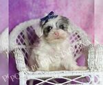 Puppy HUfflepuff F1 Maltipoo (Toy)