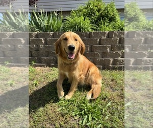 Mother of the Golden Retriever puppies born on 06/02/2025