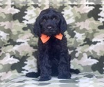 Small Photo #11 Golden Retriever-Goldendoodle Mix Puppy For Sale in LAKELAND, FL, USA