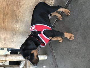 Doberman Pinscher Puppy for sale in SPRING VALLEY, CA, USA