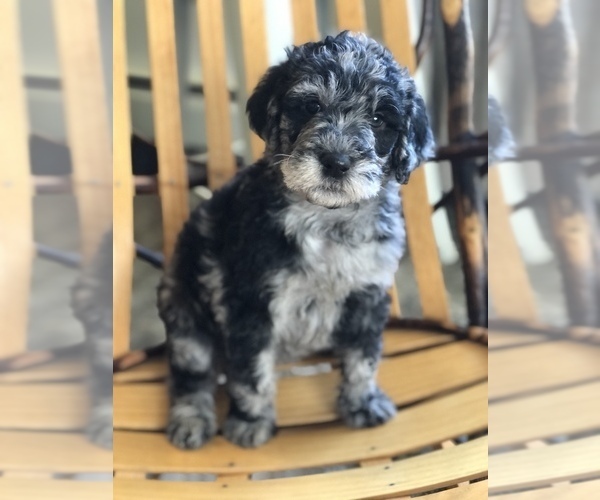 Medium Photo #1 Labradoodle Puppy For Sale in MIFFLINBURG, PA, USA