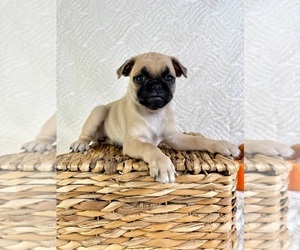 Pug Puppy for sale in GREENFIELD, IN, USA