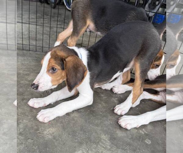 Medium Photo #3 Mutt Puppy For Sale in Roxboro, NC, USA