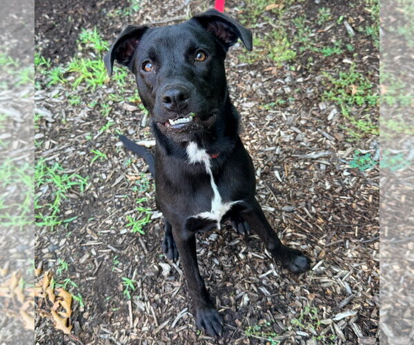 Medium Photo #34 Labrador Retriever-Unknown Mix Puppy For Sale in Canton, CT, USA