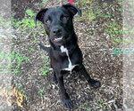Small #33 Labrador Retriever Mix