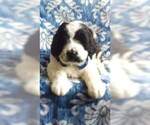 Small Photo #7 Saint Berdoodle Puppy For Sale in LANCASTER, PA, USA