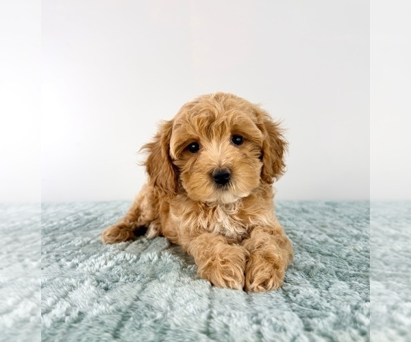 Medium Photo #4 Cavapoo (Miniature) Puppy For Sale in GREENFIELD, IN, USA