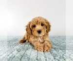 Small #3 Cavapoo (Miniature)