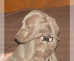 Puppy Sasha Weimaraner