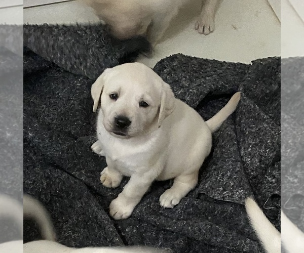 Medium Photo #16 Labrador Retriever Puppy For Sale in KITTRELL, NC, USA