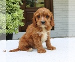 Small #1 Cavapoo (Miniature)