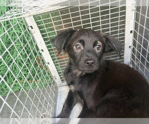 Chihuahua-Unknown Mix Dogs for adoption in Pasadena, TX, USA