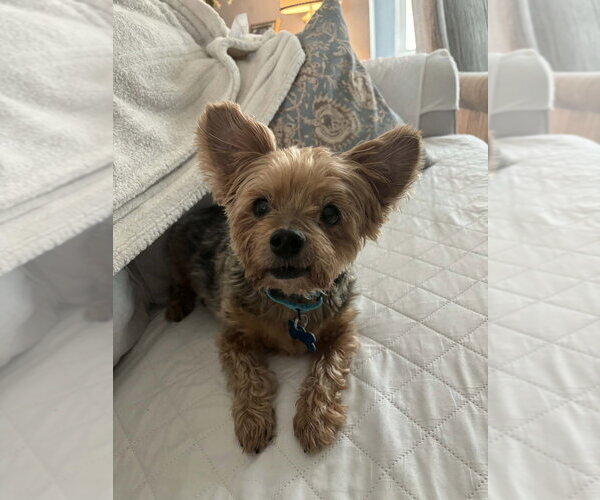 Medium Photo #1 Mutt Puppy For Sale in Springdale, PA, USA