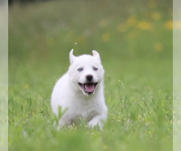 Medium Photo #1 Labrador Retriever-Siberian Husky Mix Puppy For Sale in WOODFORD, VA, USA