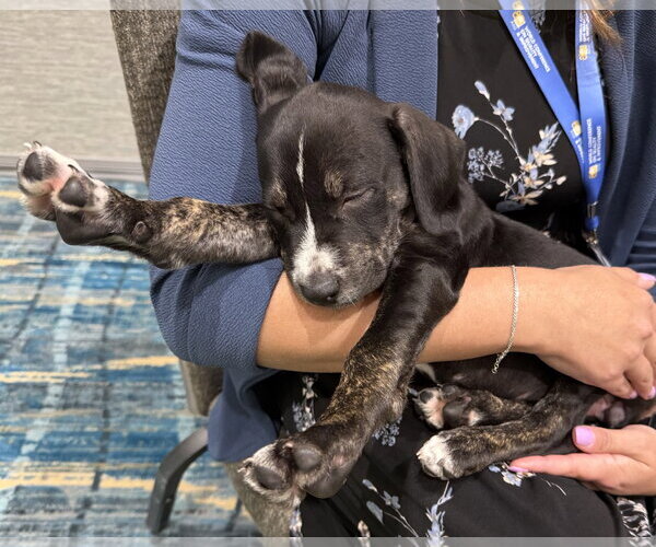 Medium Photo #6 Catahoula Leopard Dog-Unknown Mix Puppy For Sale in Sanford, FL, USA