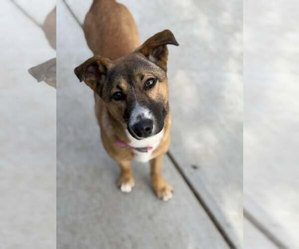 Medium Photo #3 German Shepherd Dog-Unknown Mix Puppy For Sale in Turlock, CA, USA