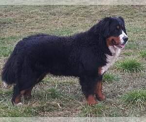 Mother of the Bernese Mountain Dog puppies born on 08/13/2023