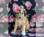 Small Photo #2 Sheltidoodle Puppy For Sale in CHRISTIANA, PA, USA