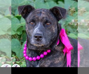 American Bulldog-Plott Hound Mix Dogs for adoption in Crossville, AL, USA