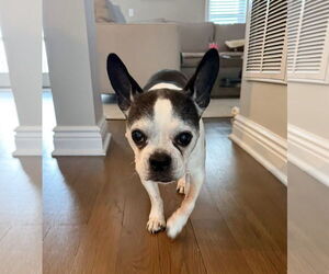 French Bulldog-Unknown Mix Dogs for adoption in Oakhurst, NJ, USA