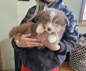 Miniature Australian Shepherd Puppy for sale in MILTON, WI, USA