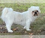 Small Photo #4 Shih Tzu-Unknown Mix Puppy For Sale in Crystal , MN, USA