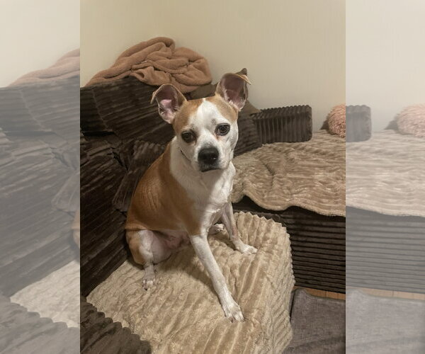 Medium Photo #6 American Pit Bull Terrier-Chihuahua Mix Puppy For Sale in Holly Springs, NC, USA
