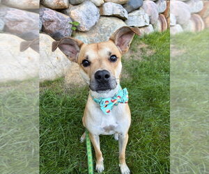 Mutt Dogs for adoption in South Bend, IN, USA