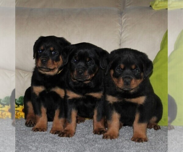 Medium Photo #2 Rottweiler Puppy For Sale in QUARRYVILLE, PA, USA