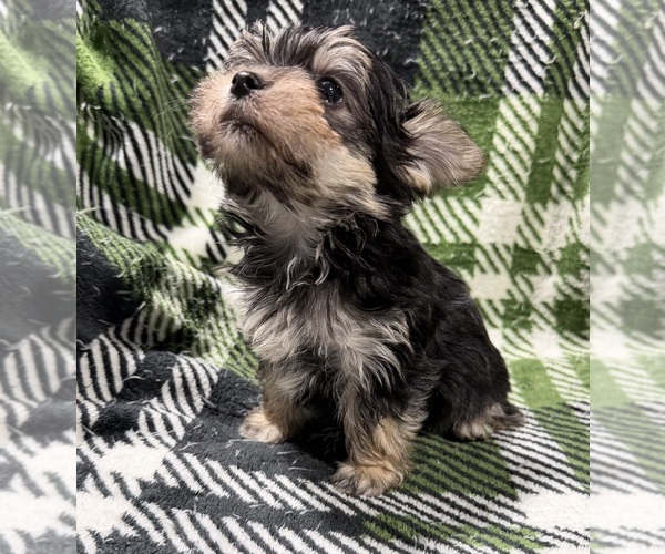 Medium Photo #5 Morkie Puppy For Sale in GUTHRIE, KY, USA