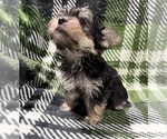 Small #4 Morkie