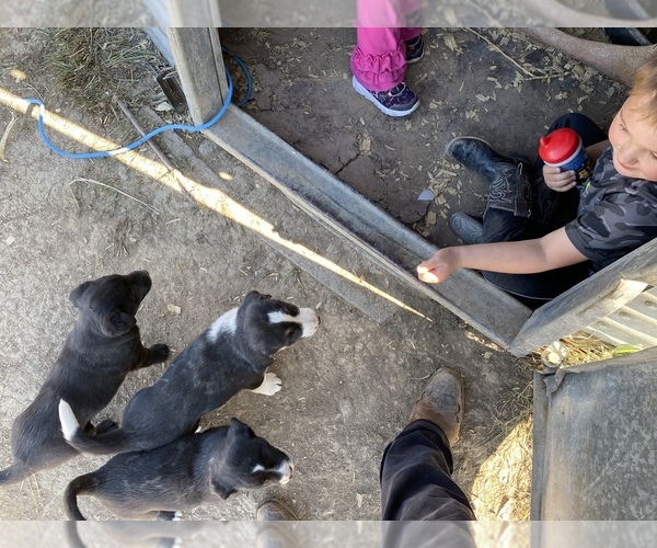 Medium Photo #7 Australian Cattle Dog-Sheprador Mix Puppy For Sale in LIMON, CO, USA