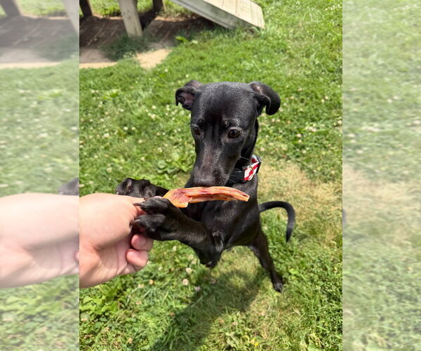 Medium Photo #2 Mutt Puppy For Sale in Pierceton , IN, USA