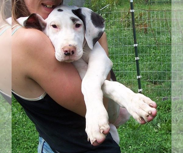 Medium Photo #1 Great Dane Puppy For Sale in SPRAGGS, PA, USA