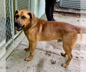 Retriever -Unknown Mix Dogs for adoption in Frenchburg, KY, USA