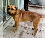 Small Retriever  Mix