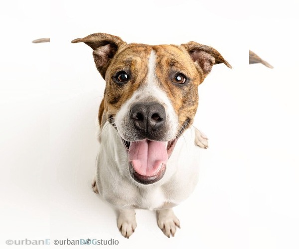 Medium Photo #1 Mutt Puppy For Sale in Tampa, FL, USA