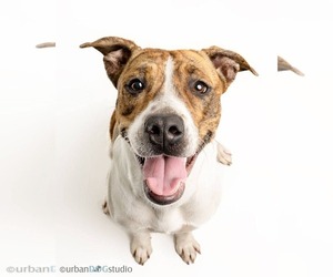 Mutt Dogs for adoption in Tampa, FL, USA