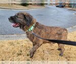 Small Photo #2 Mutt Puppy For Sale in Millersville, MD, USA