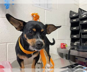 Chihuahua Dogs for adoption in San Bernardino, CA, USA